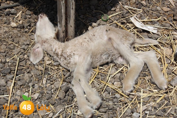 abo selmeiy 0528 (41).JPG